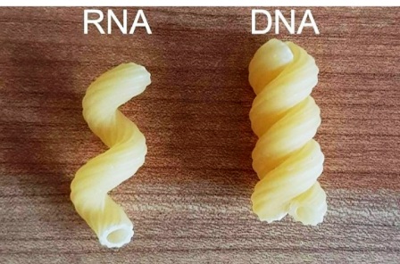 dna-rna-makarna 