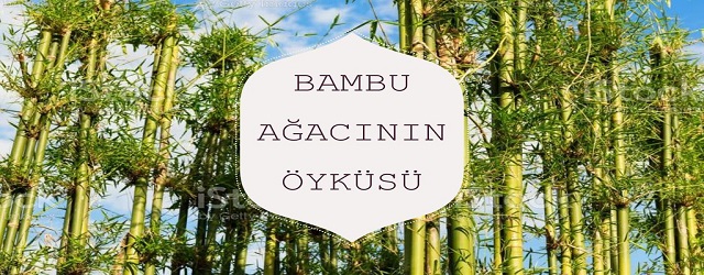  Bambu Ağacının Öyküsü