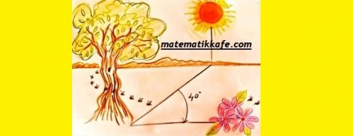 Arı ve matematik