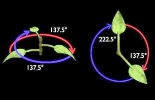 Bitkiler yapraklarının maksimum güneş ışığı