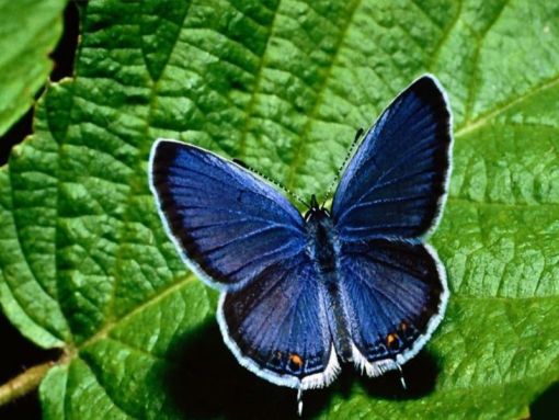 Mavi Kelebek ve Bal Arısı