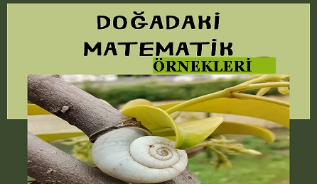 salyangoz-matematik