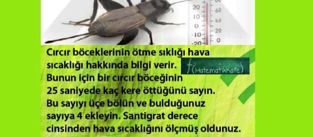 Cırcır böceği ve matematik