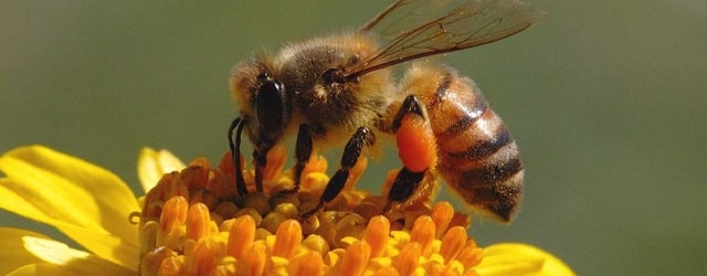 Arıların inanılmaz bir yeteneği daha!