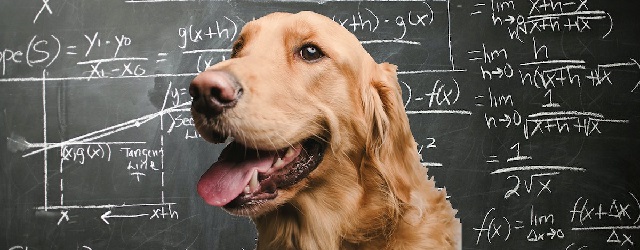 Köpekler matematik biliyor